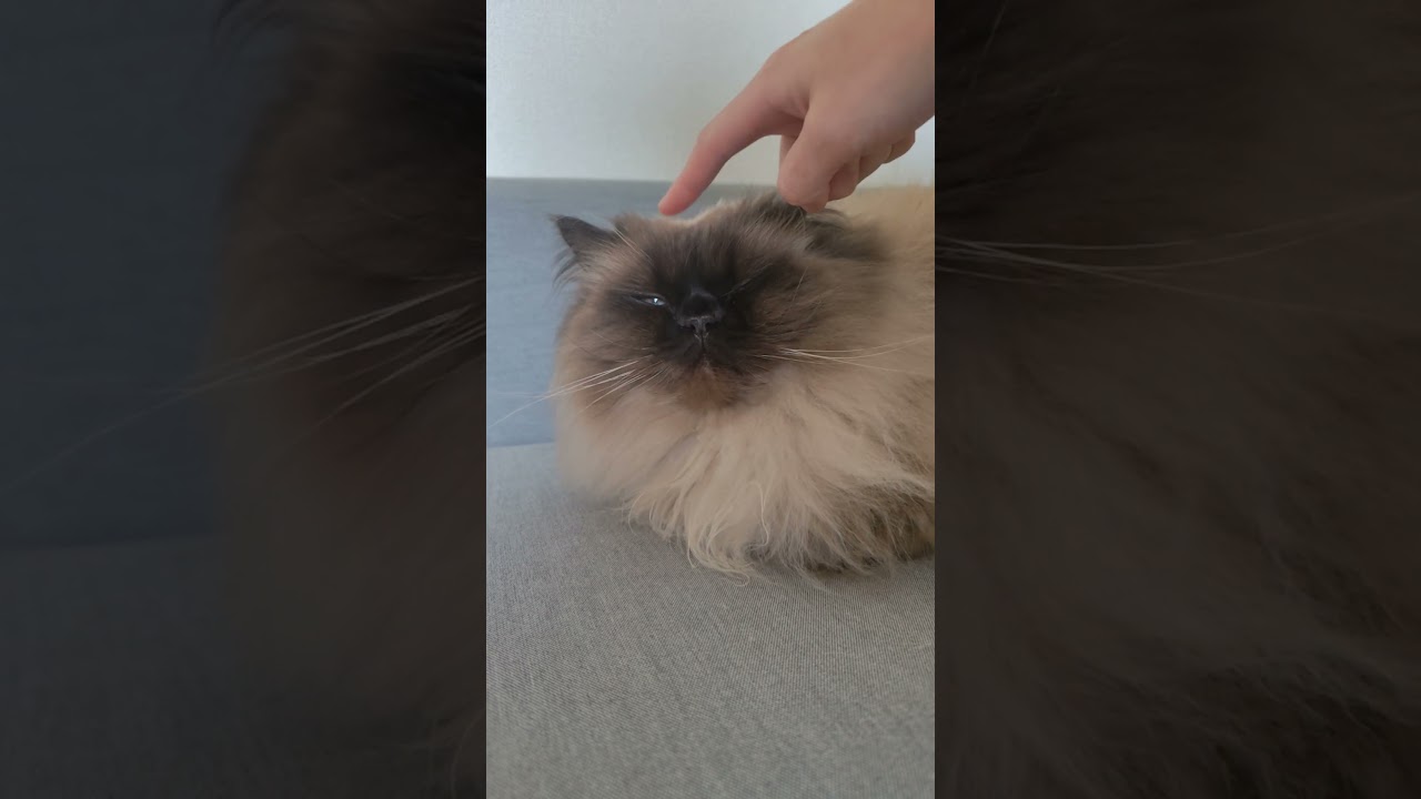 怒るかな？ #cat #ねこ #猫のいる暮らし #ヒマラヤン