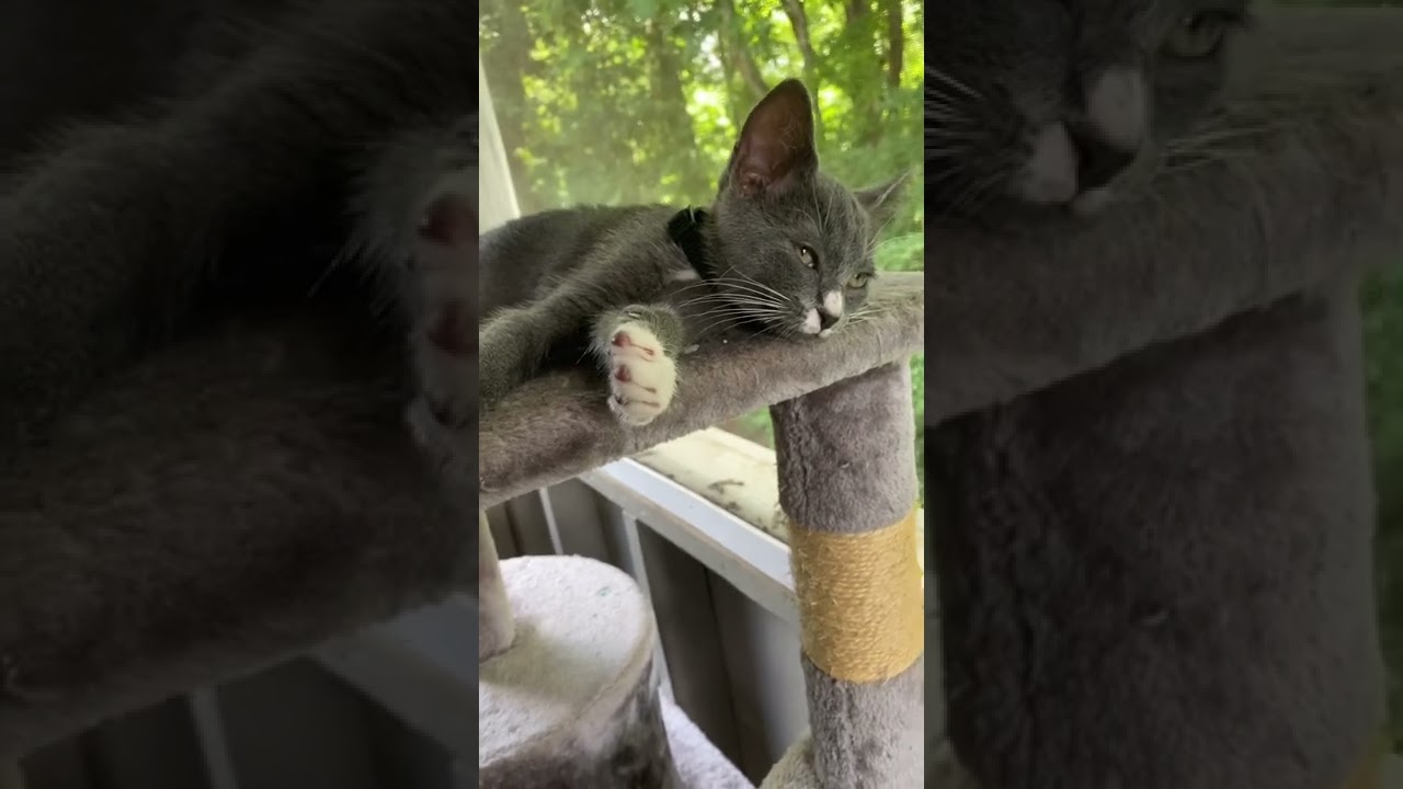 Look at his little toe beans saying hello #shorts