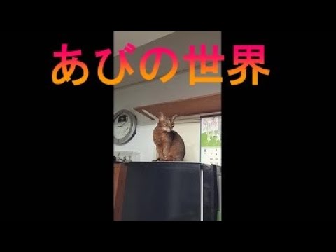 ネコ動画あび＃3442　あびの毎日　アビシニアン　あび