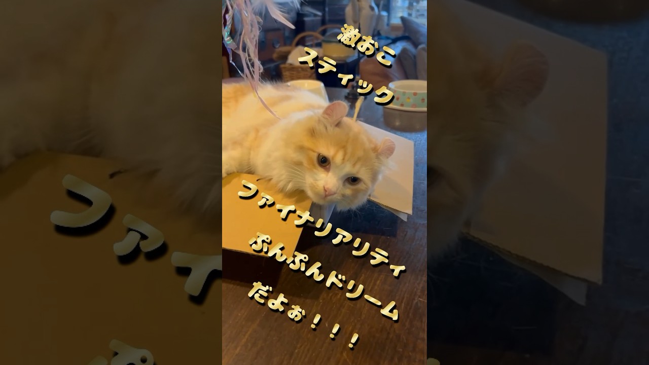 【キンカロー】激おこ毛玉第３章【マンチカール】