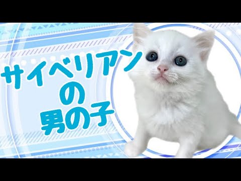 サイベリアンの子猫　（中之島）