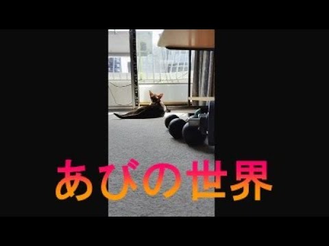 ネコ動画あび＃3448　あびの毎日　アビシニアン　あび