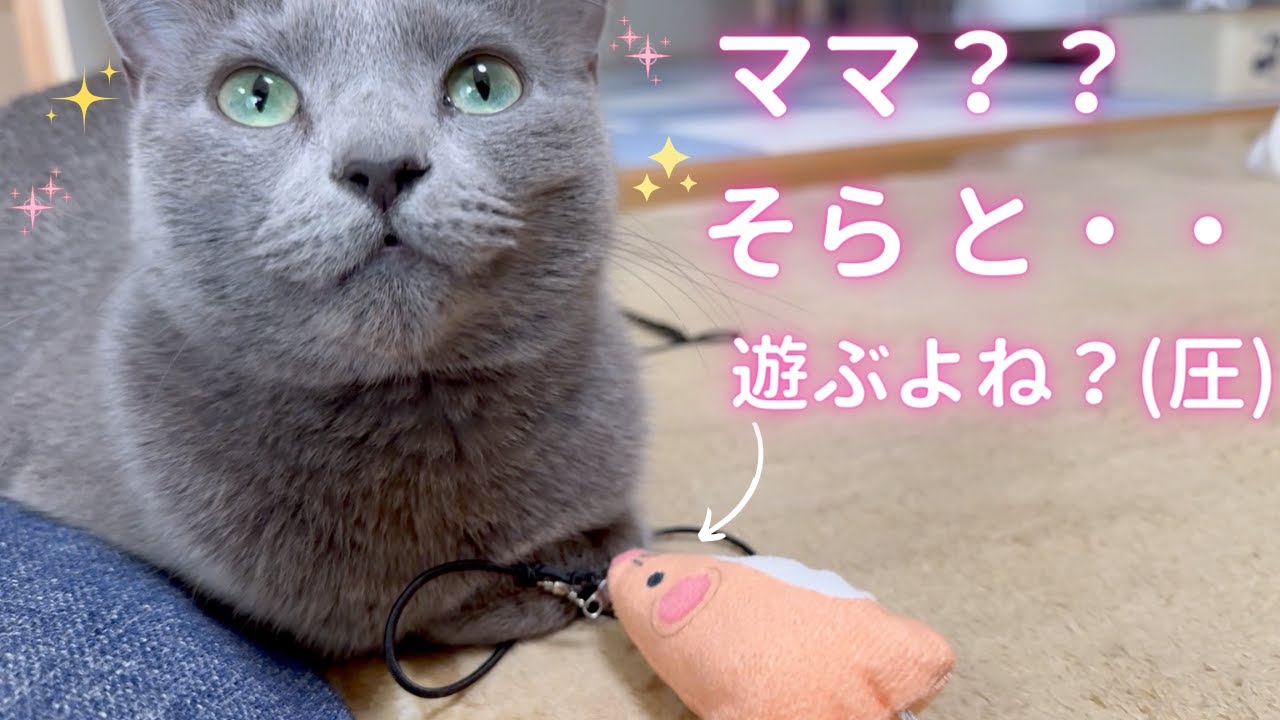 【猫ロシアンブルー】可愛い肘置き姿の そらちゃん〜後編〜