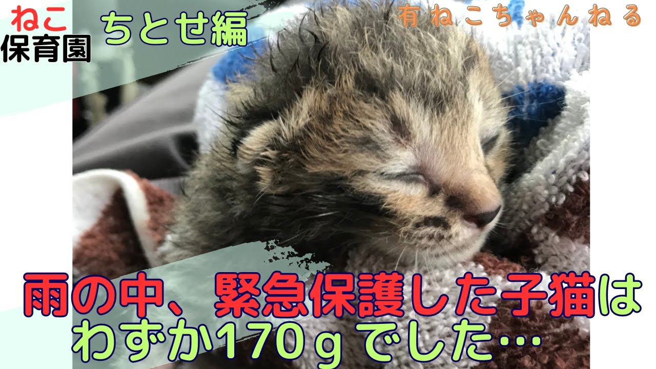 【子猫動画】『ねこ保育園』ちとせ編　雨の中、緊急保護した子猫は、有ねこ家ねこ活史上最少の170ｇでした #cat #protectioncat #babycat