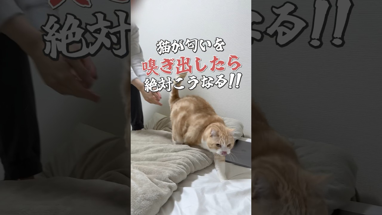#猫 #ねこ #ブリティッシュショートヘア #スコティッシュフォールド #可愛い猫 #猫動画