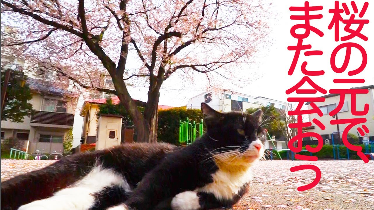 護り猫たち、桜の下へ里帰りするCherry blossom viewing with my fatal cats