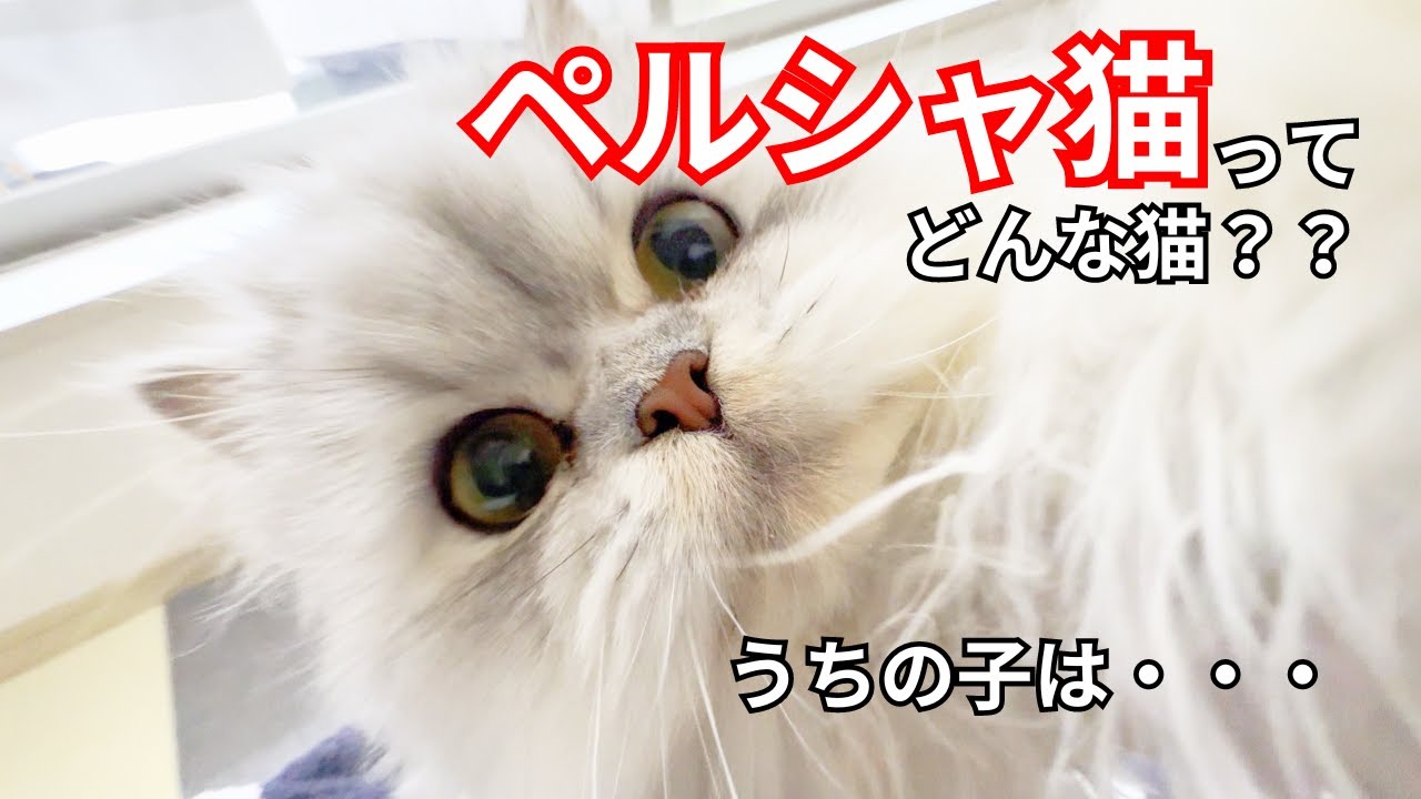 【ペルシャ猫】ペルシャ猫ってどんな猫？うちの子はこんな猫です！