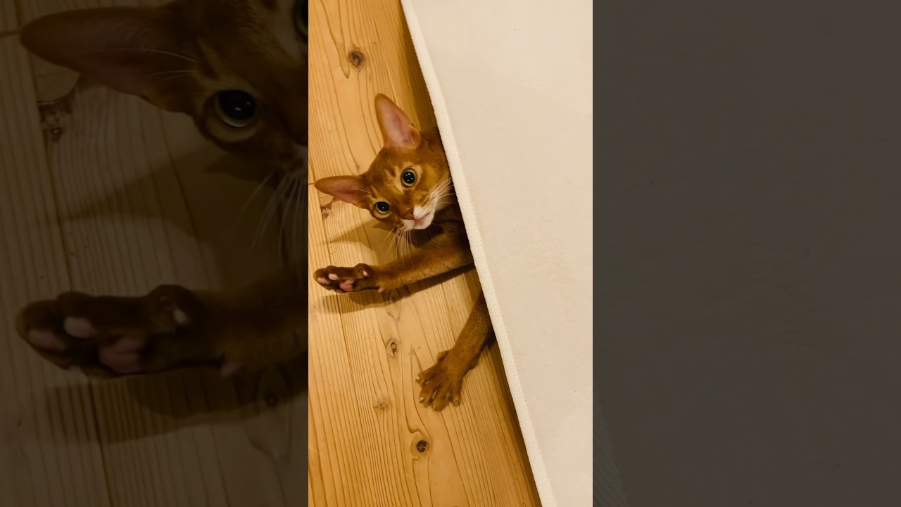 ミミック！？#猫＃こころ#アビシニアン#レッド#cat#abyssinian#red#ミミック#mischief#trap#bite