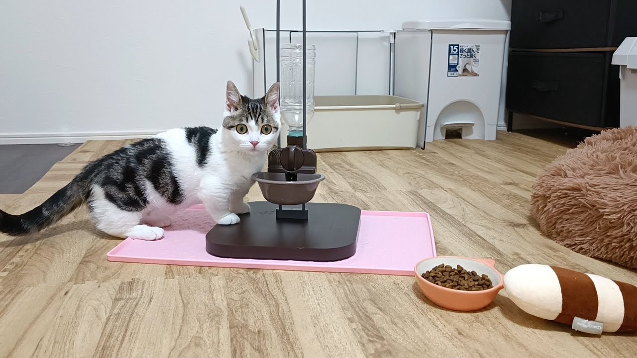 子猫の水飲み皿ひっくり返し対策は、これが一番スマートで効果的でした
