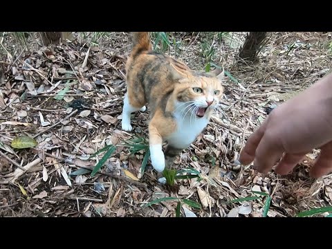 父と娘猫の桜散る春場所場外乱闘