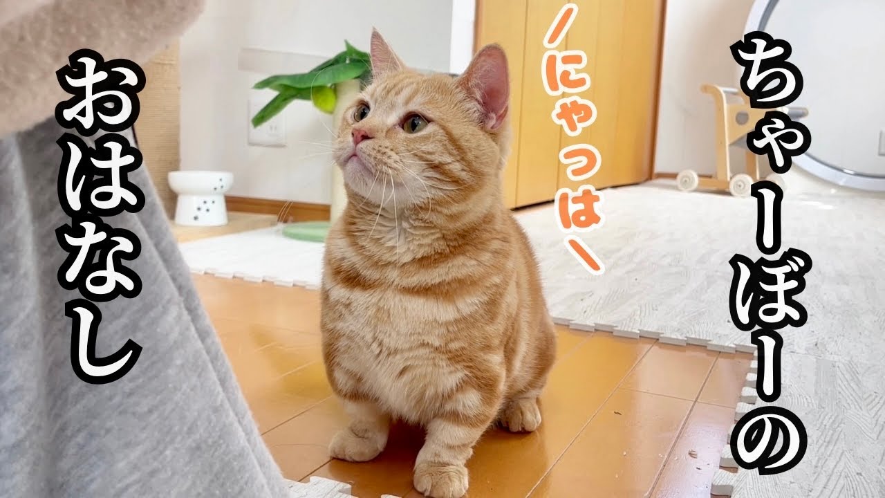 ちゃーぼーをちょびっとだけひいきしちゃう理由をお話します #猫 #マンチカン