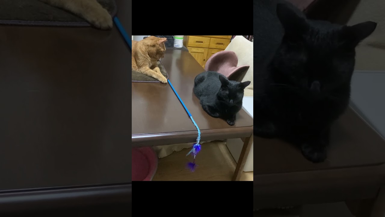 【茶トラ】【黒猫】やっぱり気になるジラフ#shorts