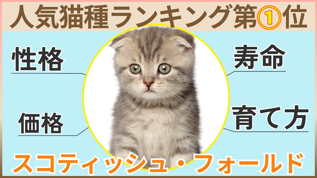 【猫種人気ランキング1位】スコティッシュ・フォールドの性格、寿命、価格まとめ