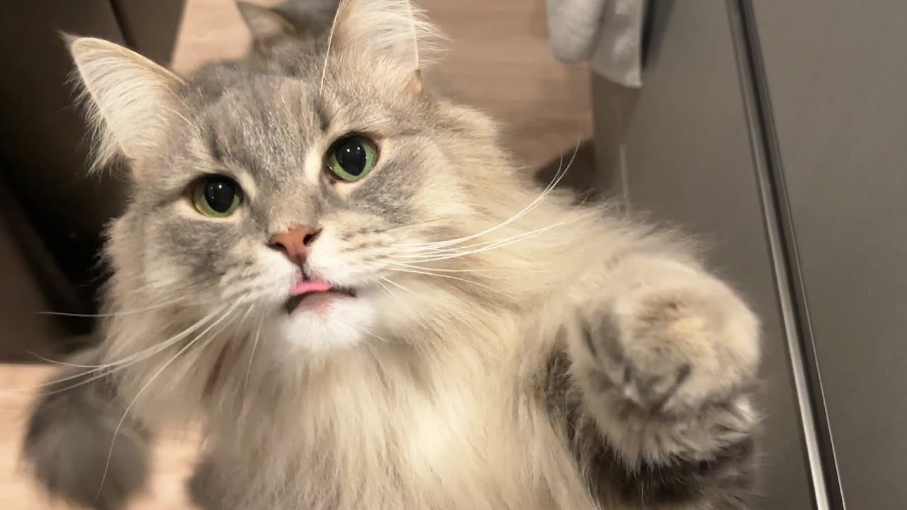 横取りして食べて寝て毎日幸せな猫ちゃんはコチラです ノルウェージャンフォレストキャット
