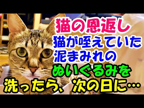 猫の恩返し 雨の日に突然やってきた猫が咥えていた泥まみれのぬいぐるみを洗っておいたら…!?【猫の不思議な話】【朗読】