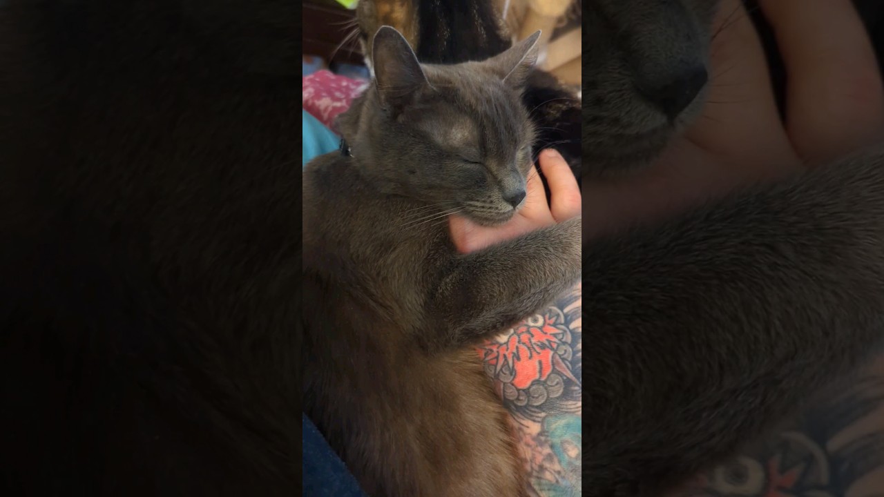 cats love 💕 #understandingcats #cute #catlover #pets #ロシアンブルー #猫 #ペット #animals #adoptdontshop #cat