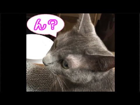 りずちゃん！嬉しいけど腕が～　（短い動画です）