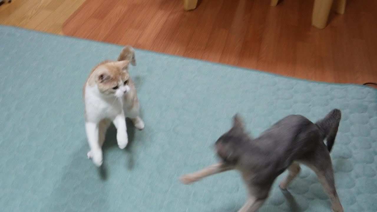 やっぱり最後はこうなるやんのかステップ猫【スコティッシュフォールド】【アビシニアン】