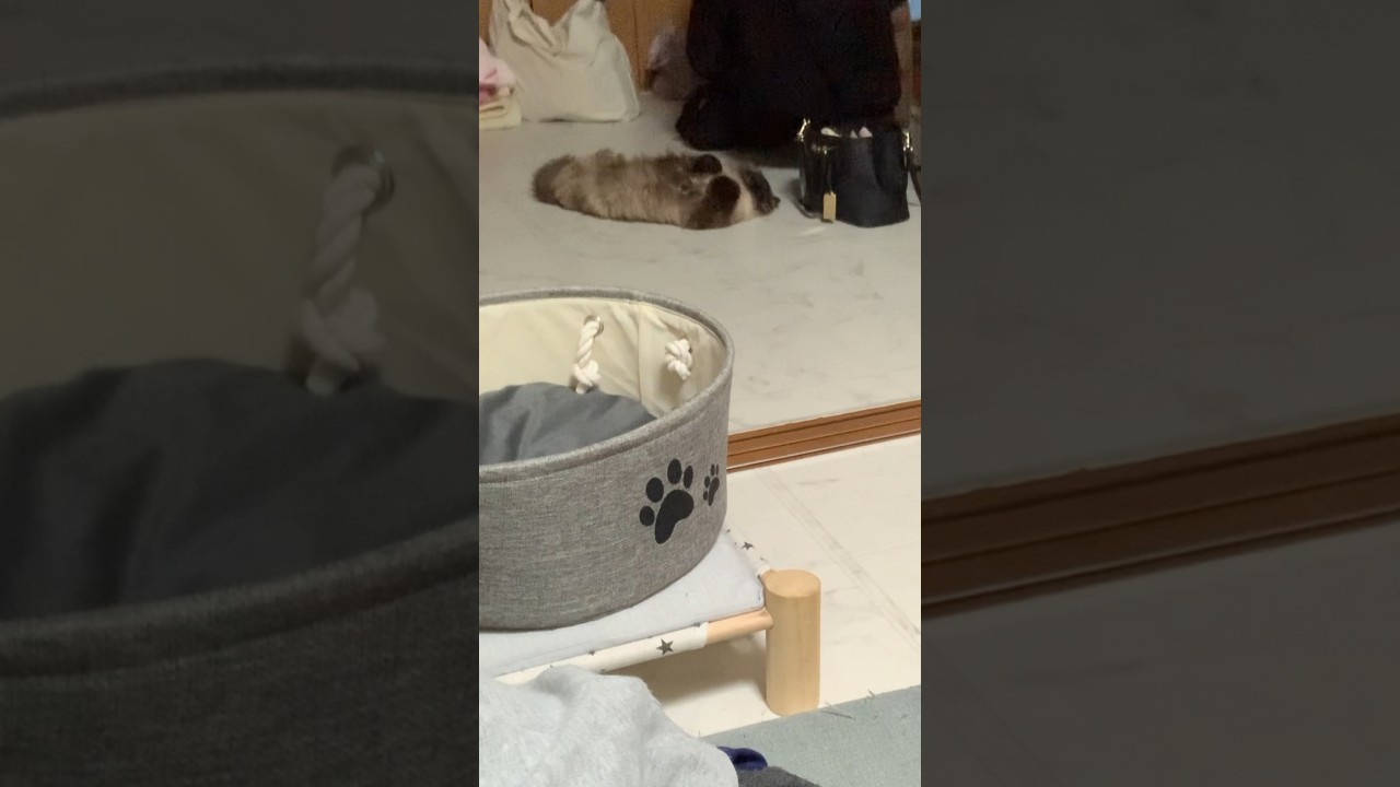 ラッコになる瞬間🦦#猫 #ヒマラヤン #猫のいる生活 #shorts