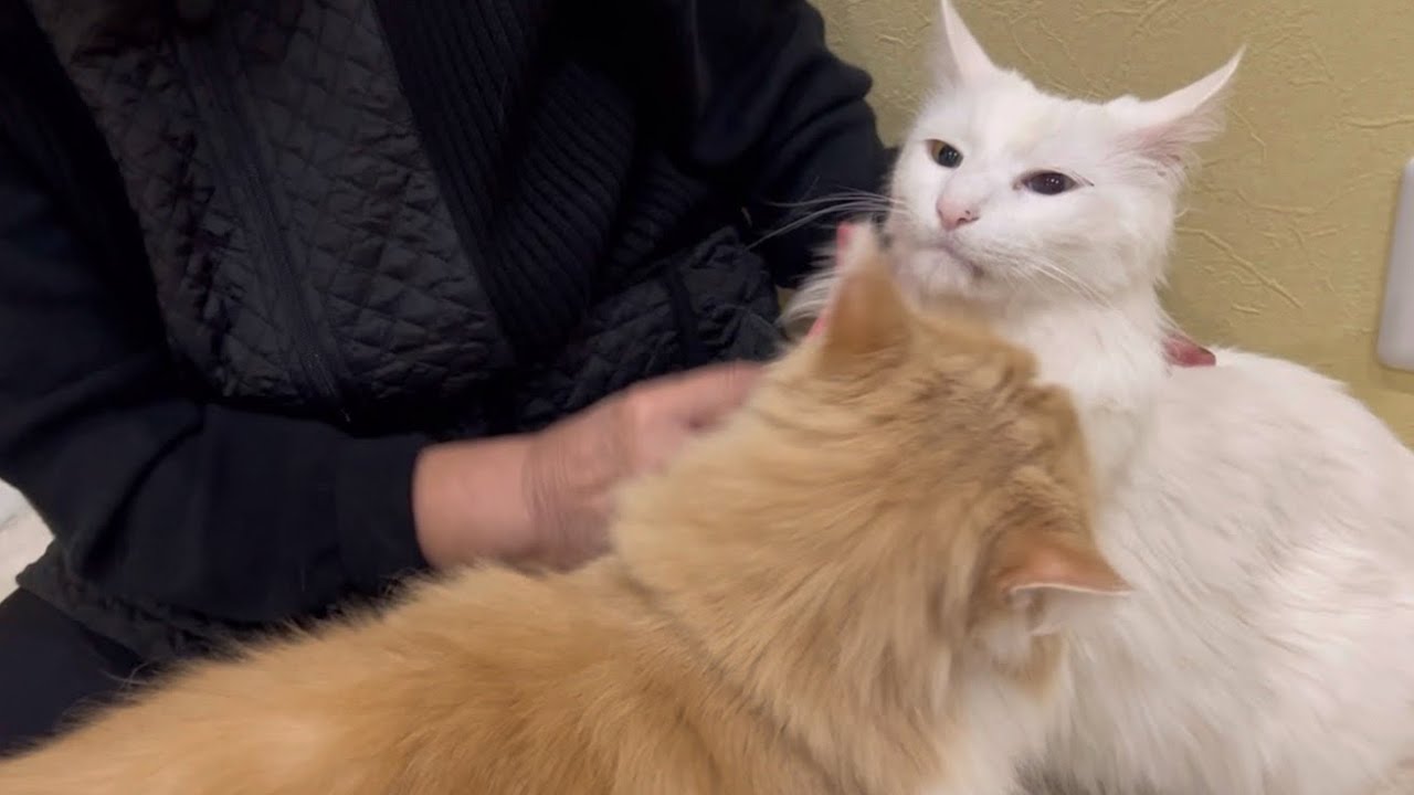 【ばあば】ヤキモチ妬く猫と、遠慮する猫wwwターキッシュアンゴラとノルウェージャンフォレストキャット♡