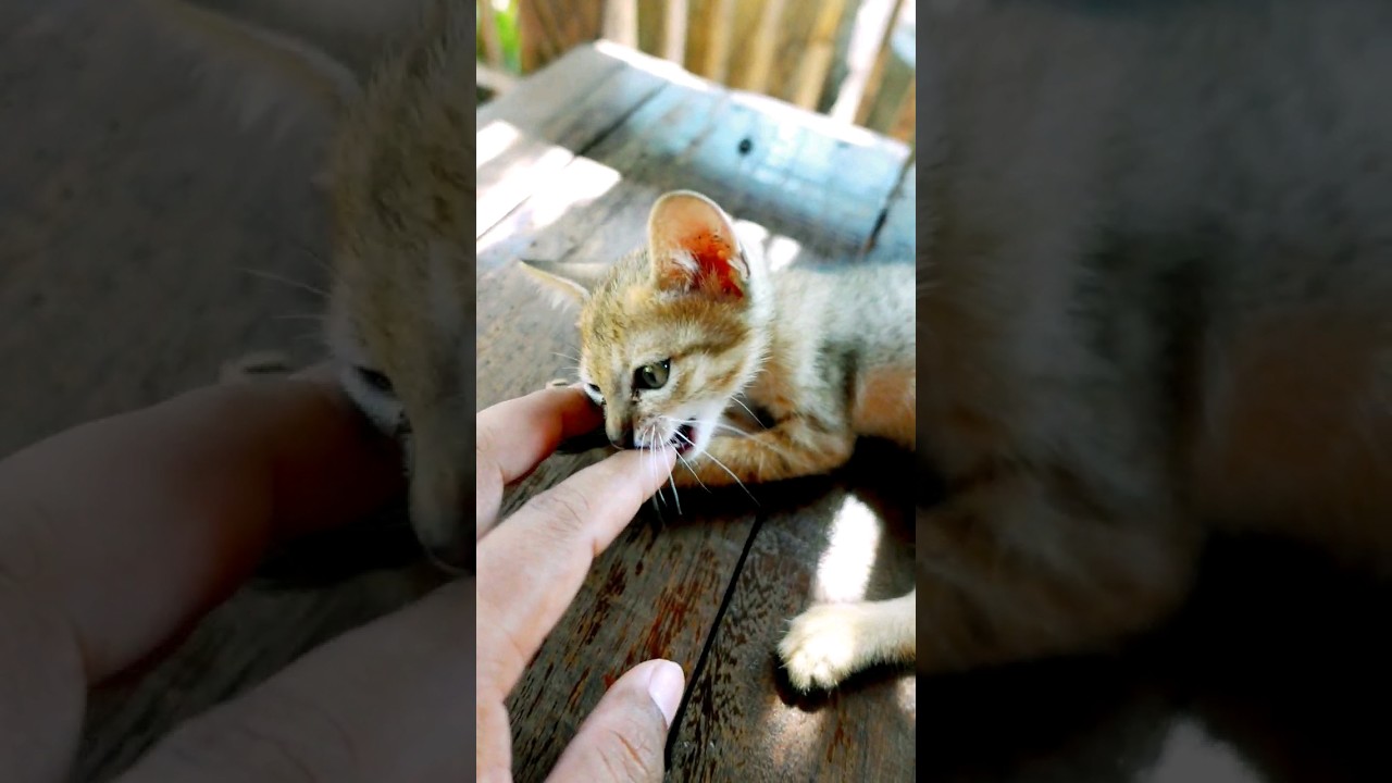 Bite Me #manxcat #viral #kitten #cat #cute #youtubeshorts