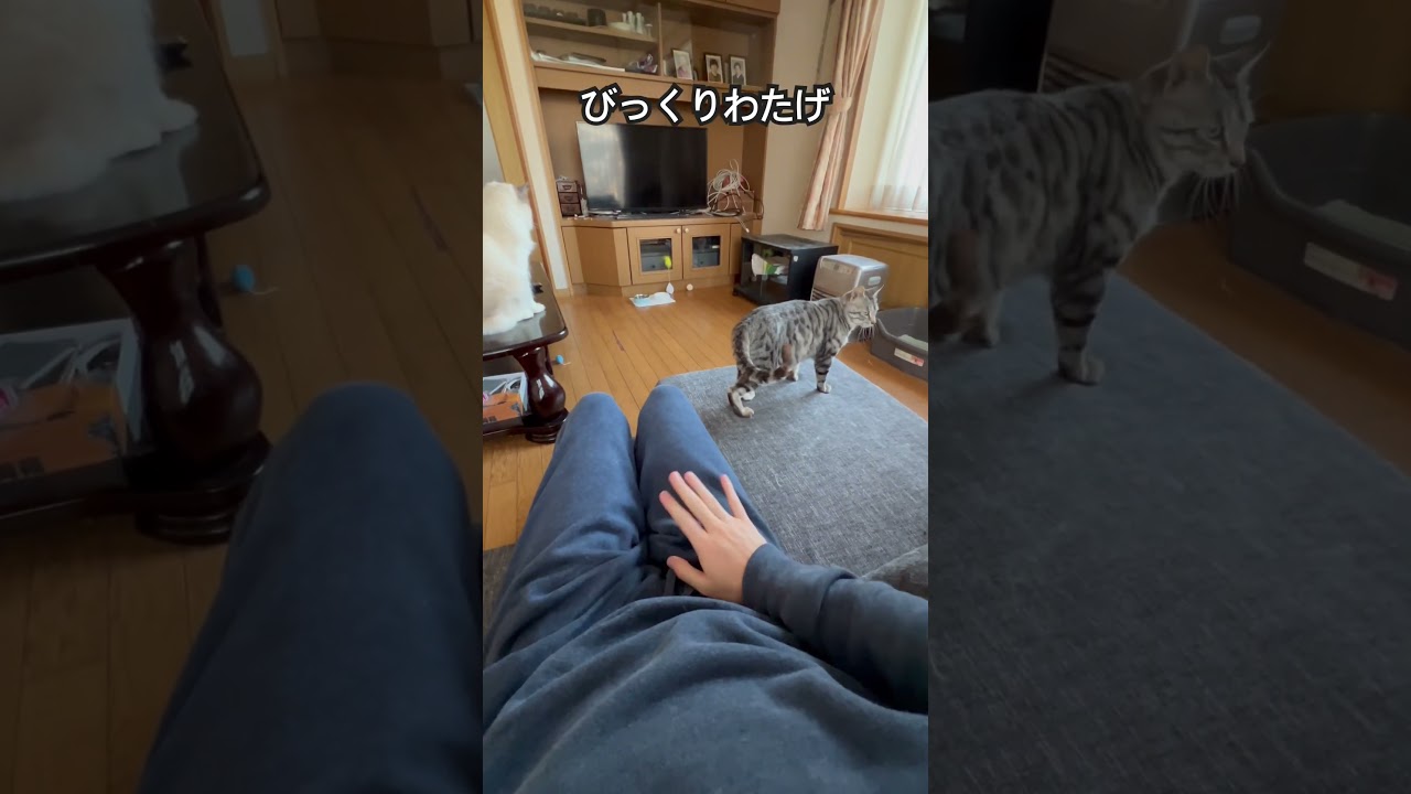 【ラグドールのわたげ】猫さんに嫌われる主 #猫 #ラグドール #保護猫