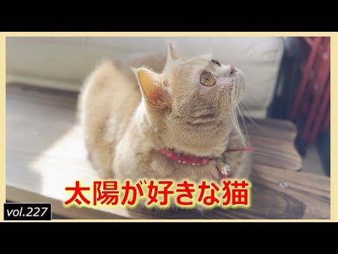 猫との暮らし、平穏な日常【短足マンチカン】