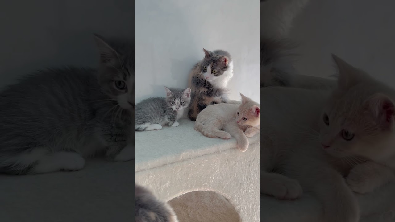 マンチカン男の子🩷 【お問合せ詳細は説明欄に記載あります】 #スクーカム #ブリーダー直販 #マンチカン #ミヌエット #ラパーマ #子猫 #子猫販売 #猫 #猫のいる暮らし #猫動画