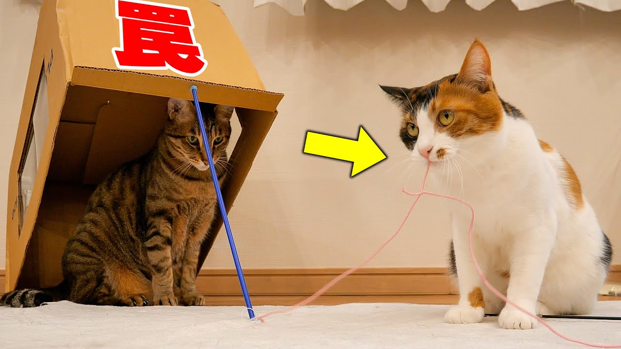 ついに猫が罠を使って猫を捕まえる時代になりました。