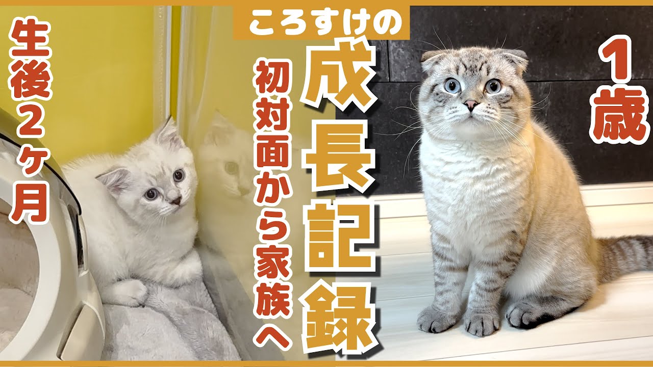 子猫との初対面から家族になるまでの１週間！祝１歳【ころすけの成長記録】