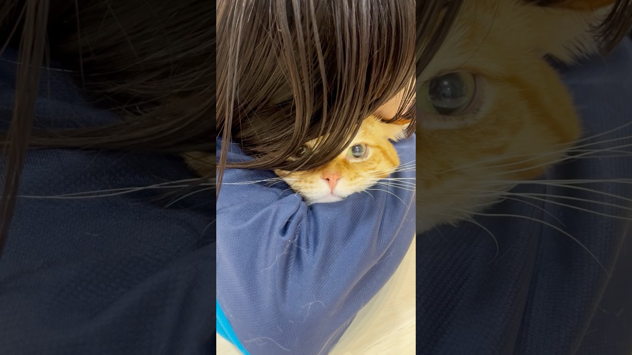 さらさらヘアのイケメン王子様 #猫 #マンチカン #shorts