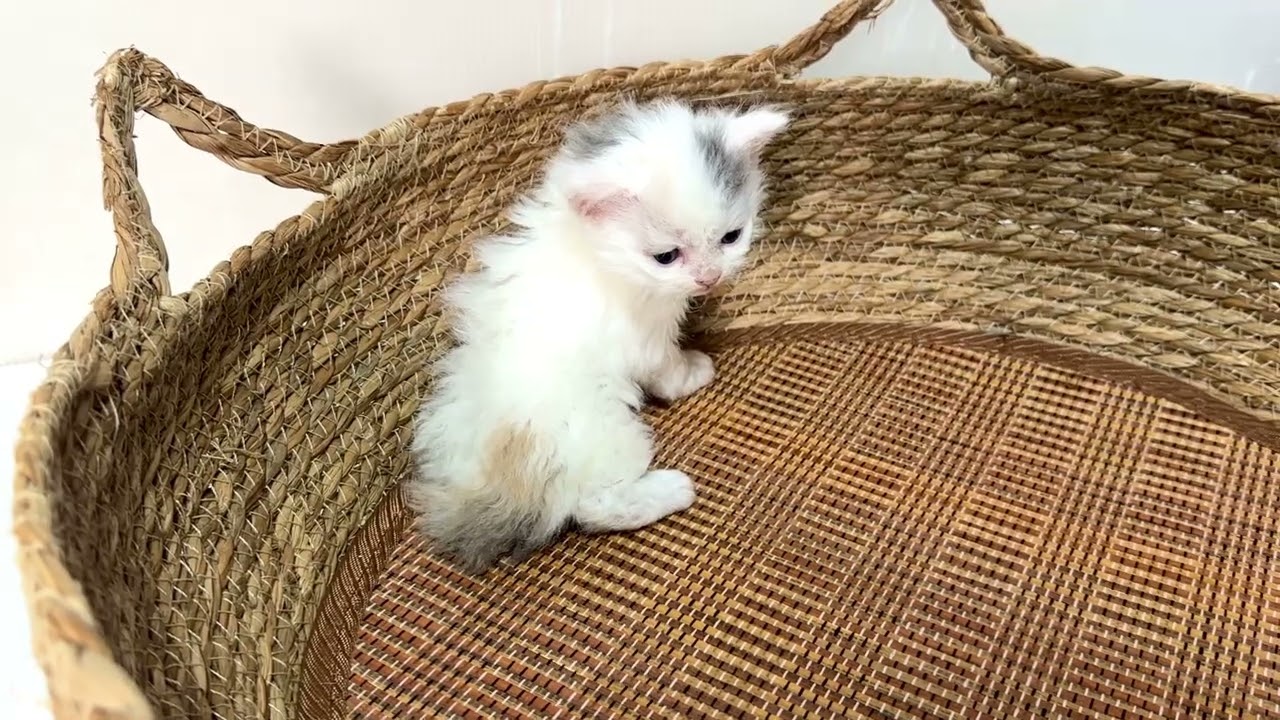 セルカークレックス2024/3/20生まれ4