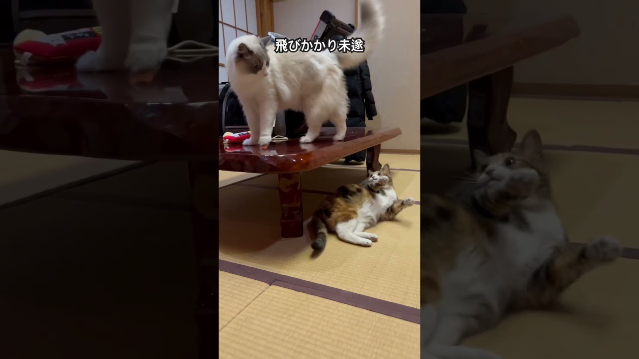 【ラグドールのわたげ】猫さんｽﾞ一触即発 #猫 #ラグドール  #三毛猫