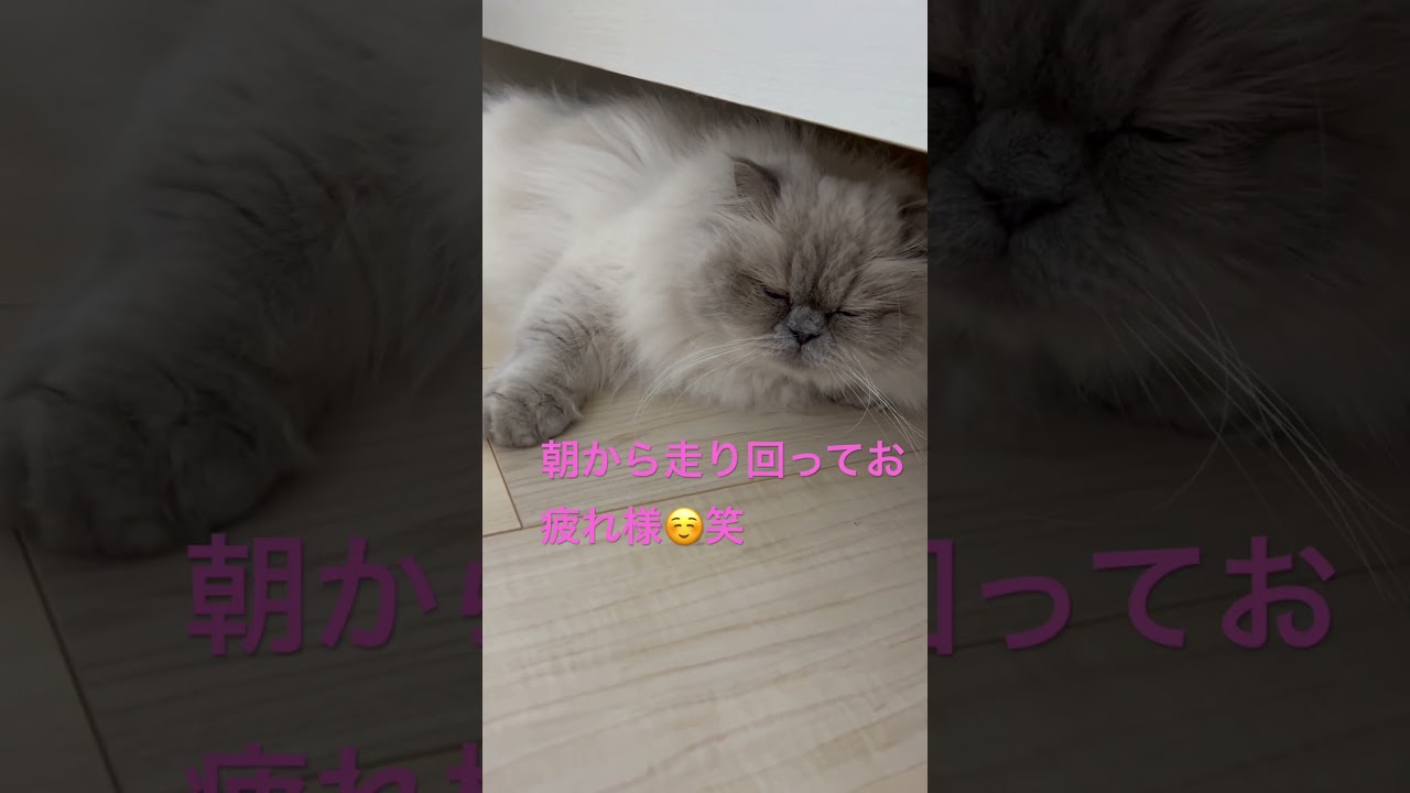 朝からぐでんぐでんしてるヒマラヤンのマーベル🐈 #shorts  #うちのにゃんこ #cat #マーベル #ねこ #かわいい