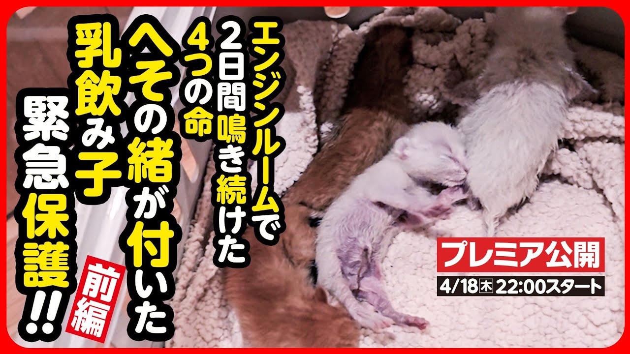 【子猫 保護】冷たくなった へその緒がついた乳飲み子を緊急保護しました