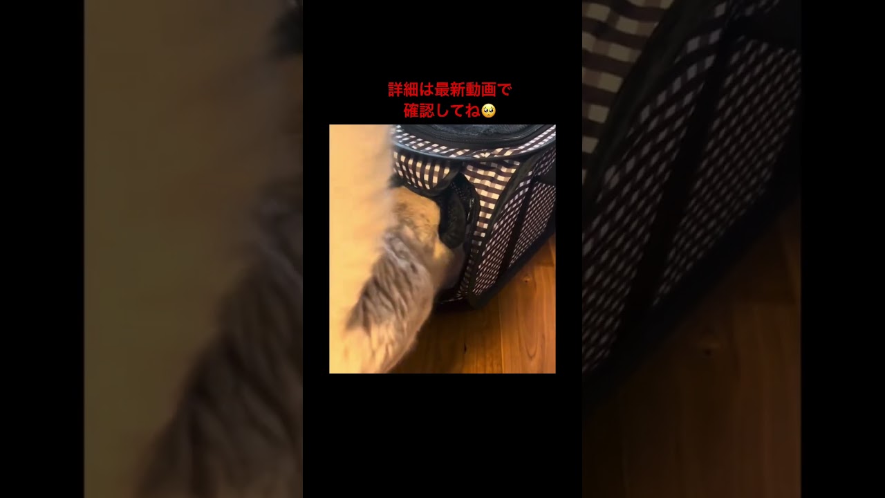 病院行ったよ#スコティッシュフォールド #猫 #おすすめ #猫のいる暮らし
