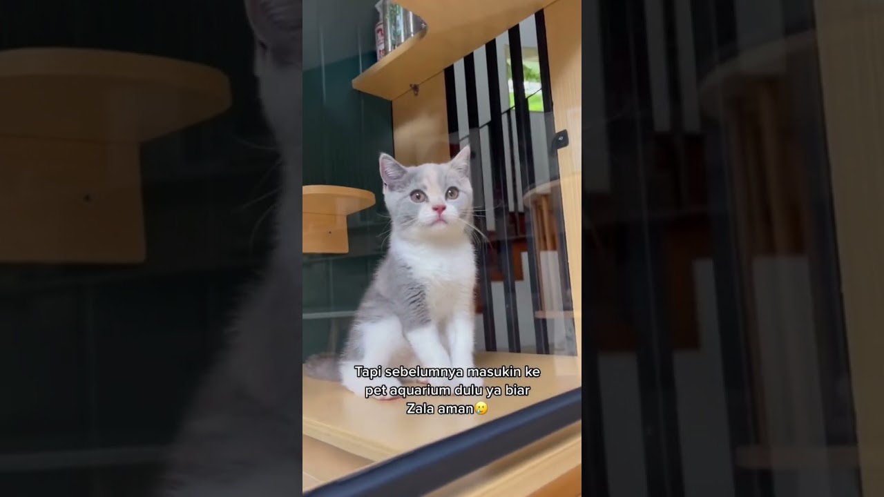 Kasian zala guys, nyariin mama dan adiknya. Kita ketemuin ke papa Zac aja ya langsung. 😢