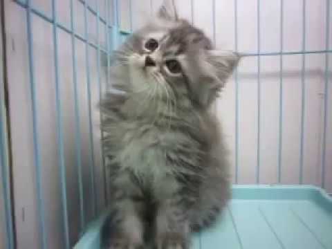 スコティッシュフォールドの耳立ちのロングのシルバータビーの女の子No17001