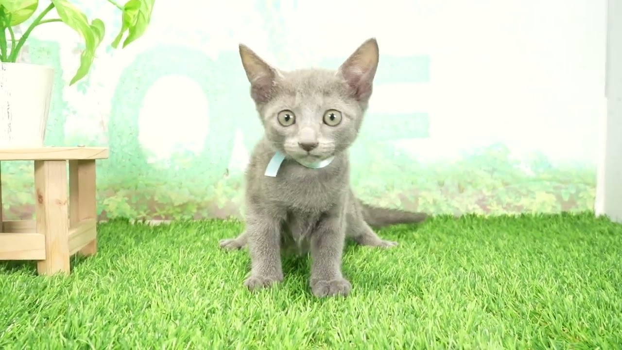 Coo&RIKU　No00672939 ロシアンブルー