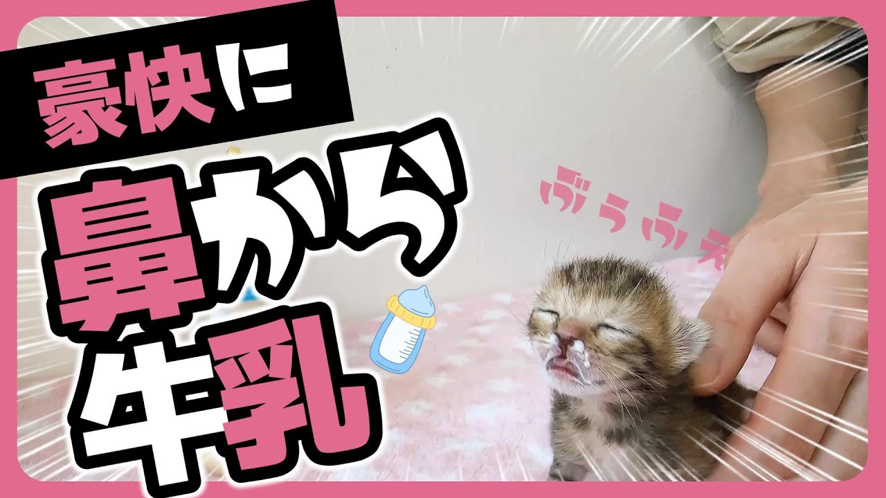「ムニャムニャ」子猫のこんなかわいい寝姿ってある？！土下座寝のふたり【保護猫生活2日目】