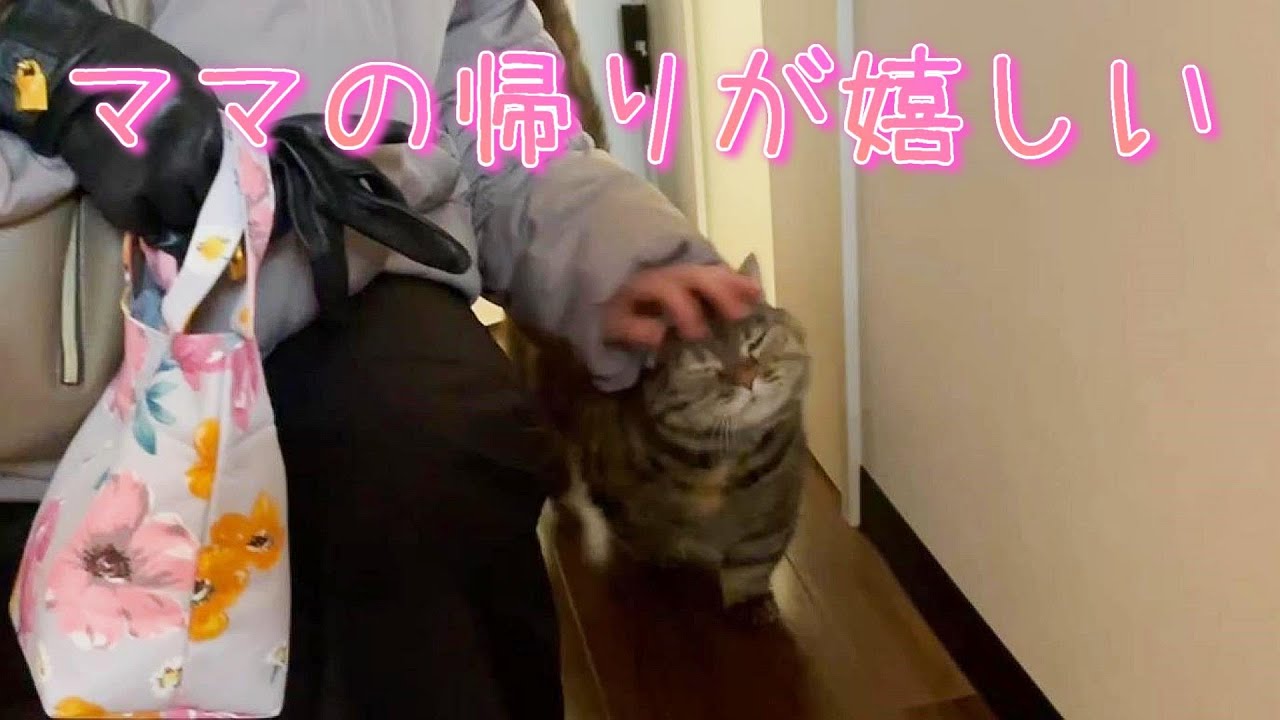 誰かが帰ってくるたびお出迎えする猫ちゃんがかわいい