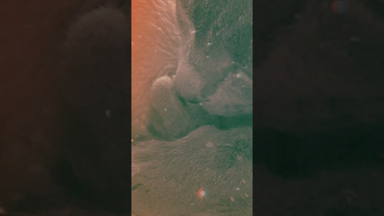 【ロシアンブルー】めろんまったり...穏やかです🥰【猫】#shorts