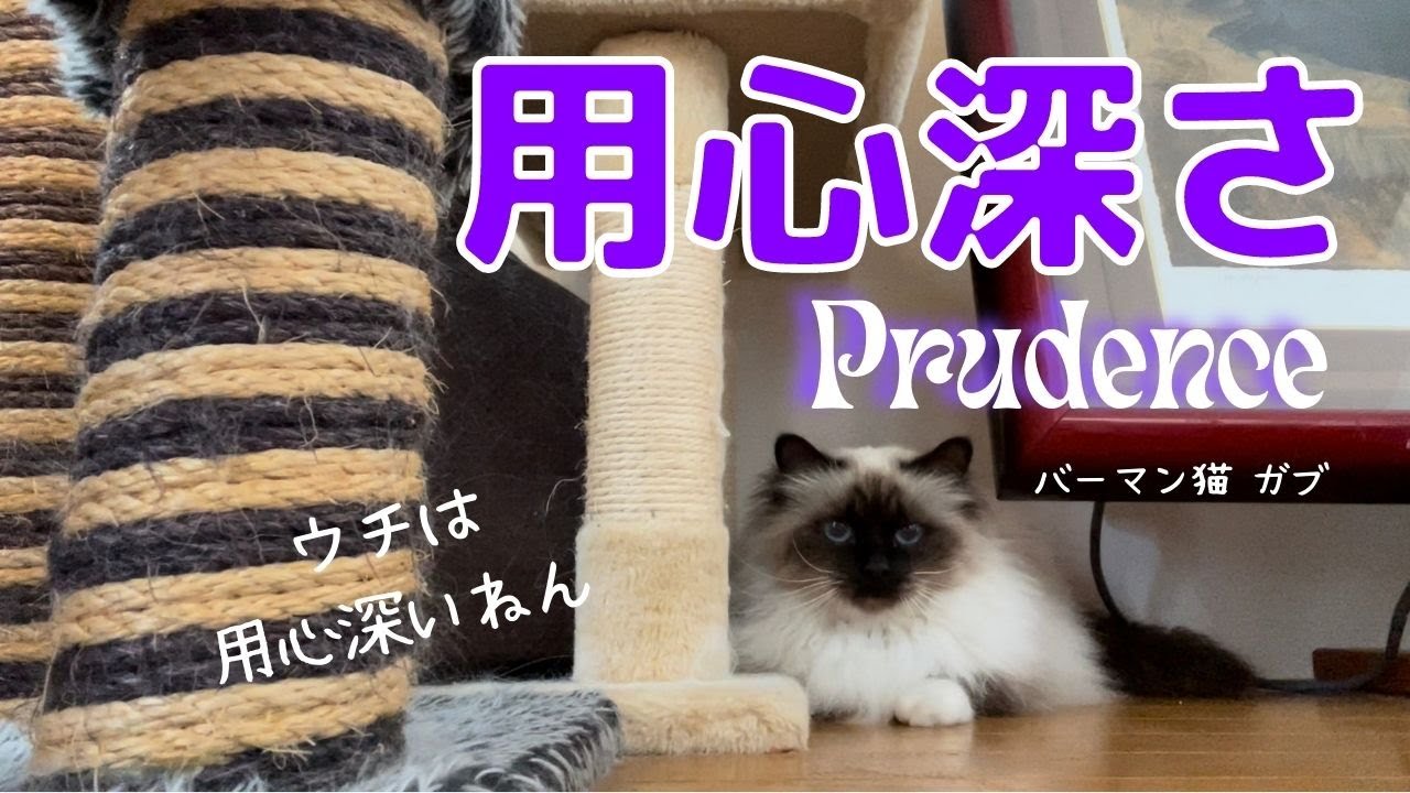 バーマン猫ガブは誰もいない時に遊ぶ【用心深さ】Prudence（バーマン猫）Birman/Cat