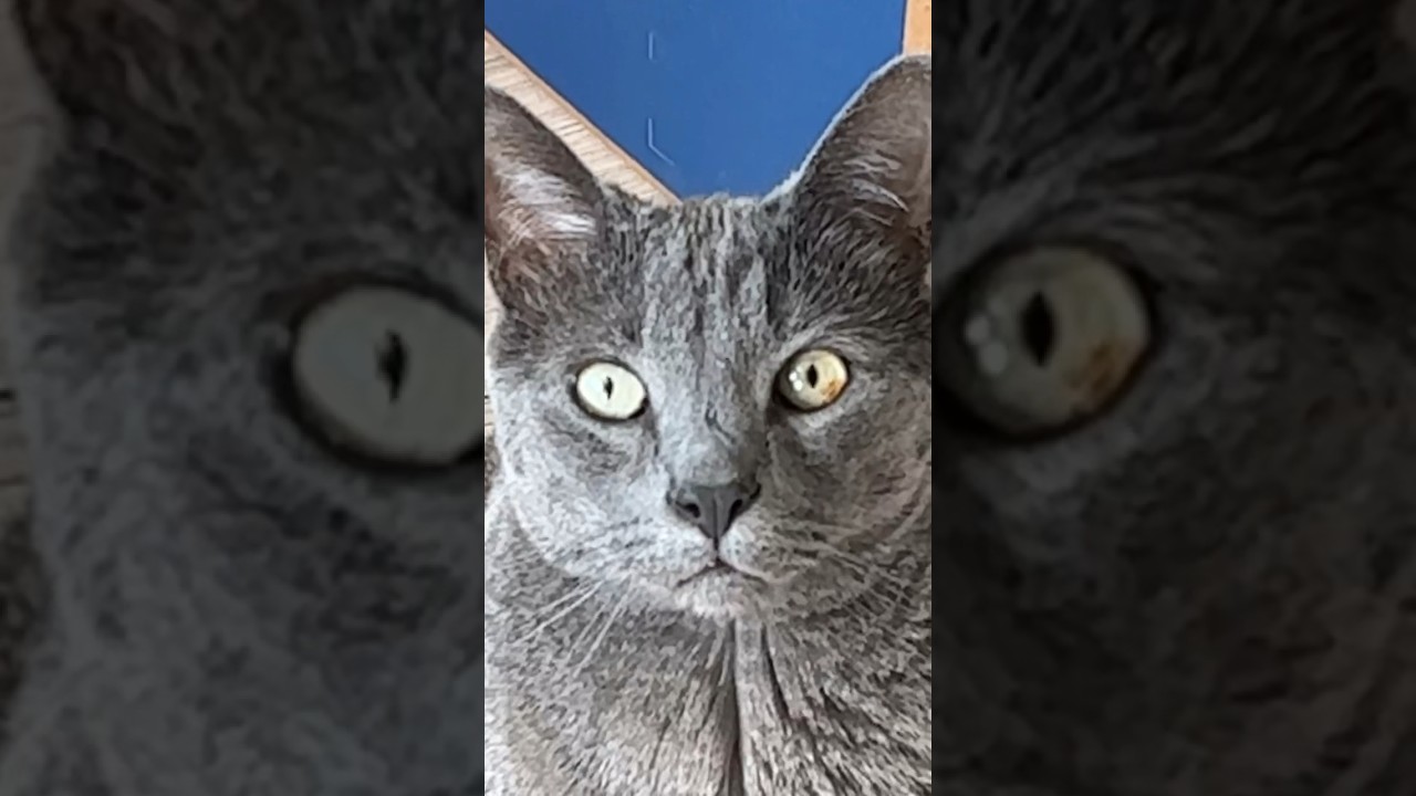 good morning ocho 🥰 #russianblue #cats #ocho #animals