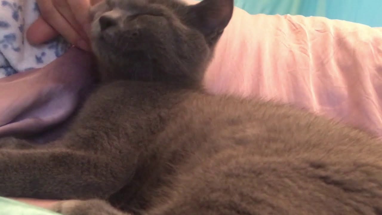 生後4ヶ月 子猫（シャルトリュー）4 months old chartreux kitten