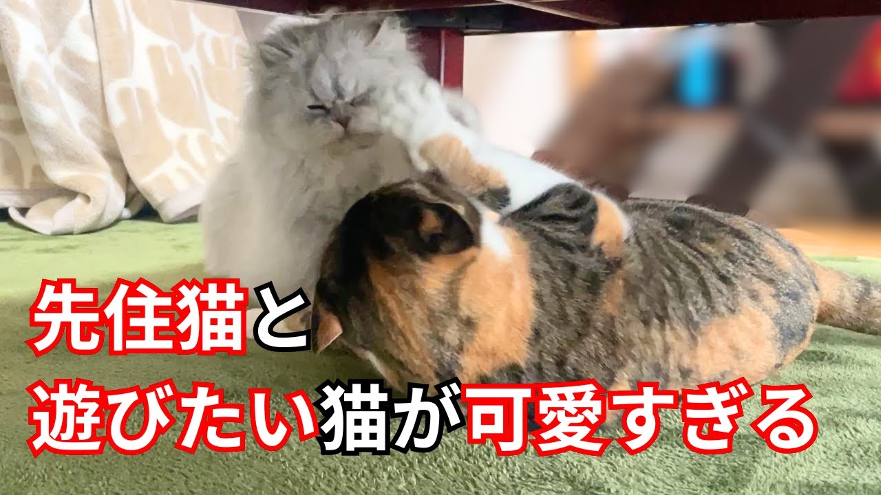 【ペルシャ猫】先住猫と遊びたい猫が可愛すぎる