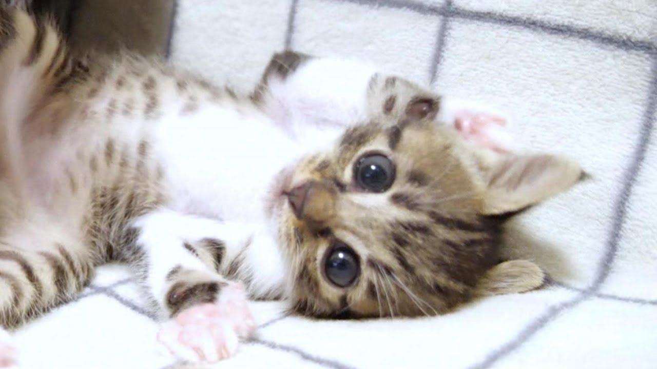 ごはんを待つ子猫がカメラに向かって「早くして！」と猛抗議【赤ちゃん猫　保護猫】