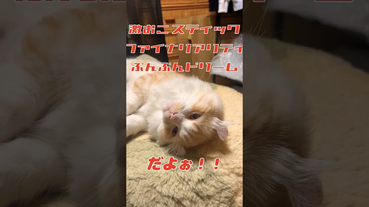 【キンカロー】激おこ逆さ毛玉【マンチカール】