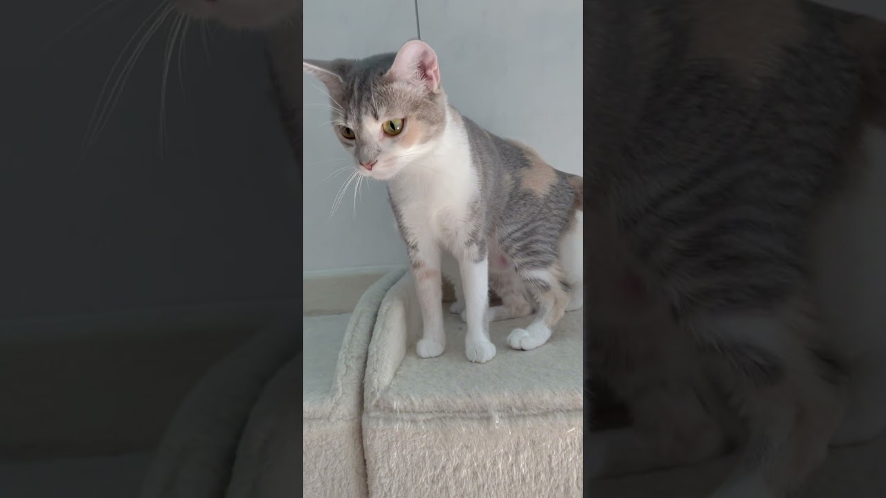 短足マンチカン男の子🩷 【お問合せ詳細は説明欄に記載あります】 #スクーカム #ブリーダー直販 #マンチカン #ミヌエット #ラパーマ #子猫 #子猫販売 #猫 #猫のいる暮らし #猫動画