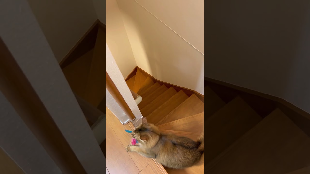 取ってこいができる猫【ソマリ】